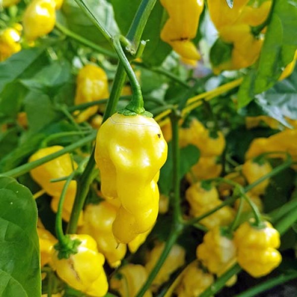 Assortiment de piments frais