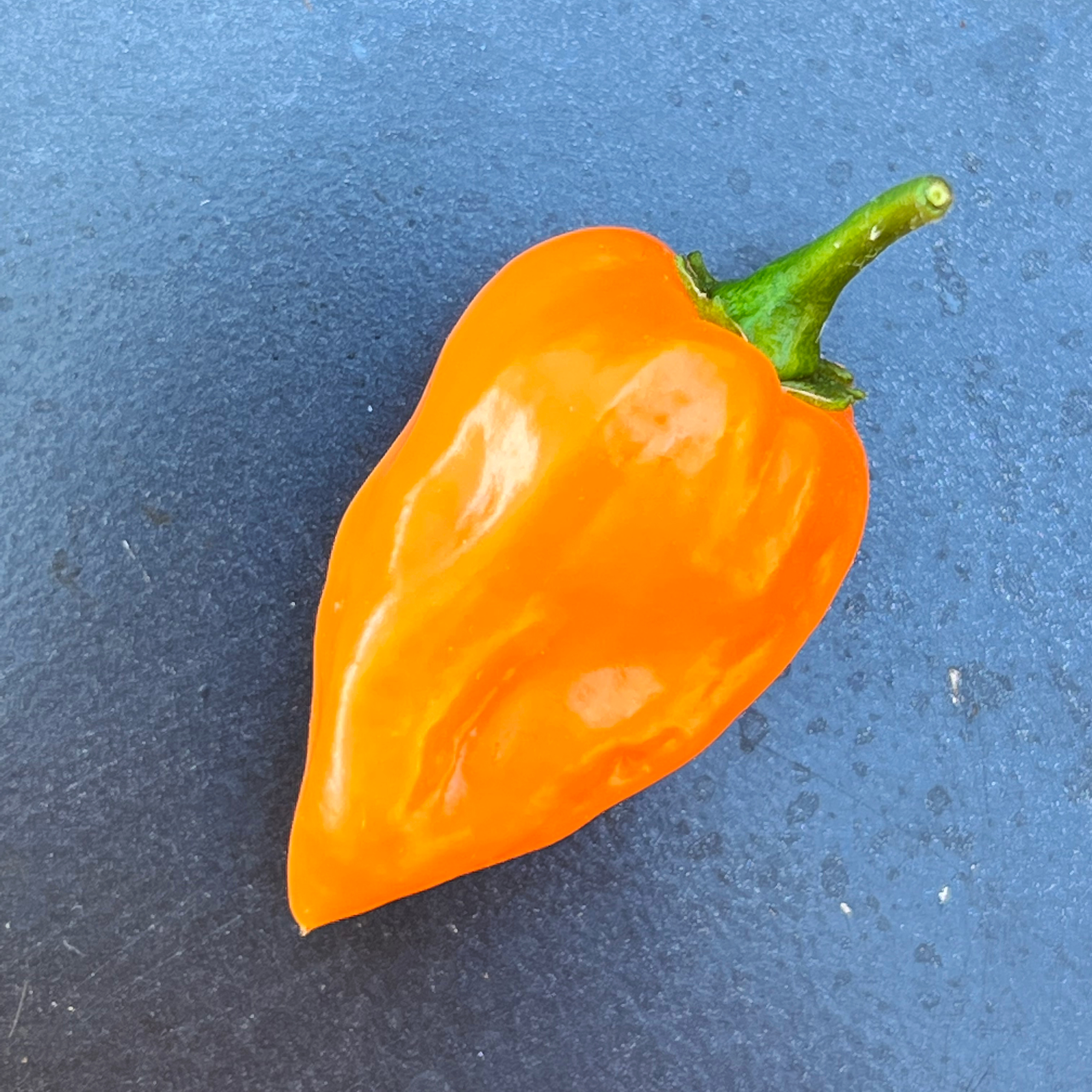 Piments Habaneros séchés Piments Habaneros séchés