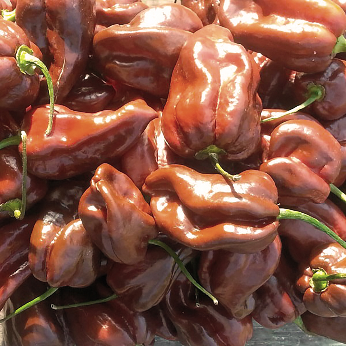 Piments Habaneros séchés Piments Habaneros séchés