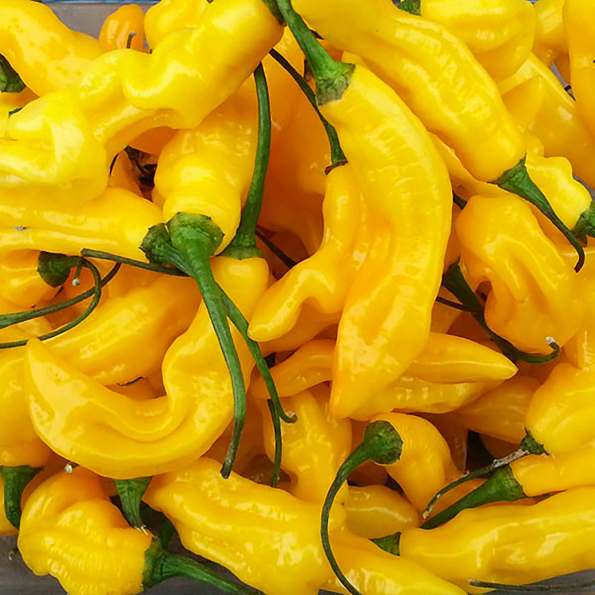 Piments Habaneros séchés Piments Habaneros séchés
