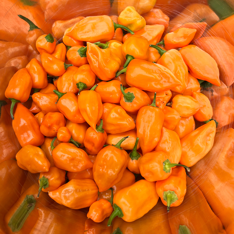Piments Habaneros séchés