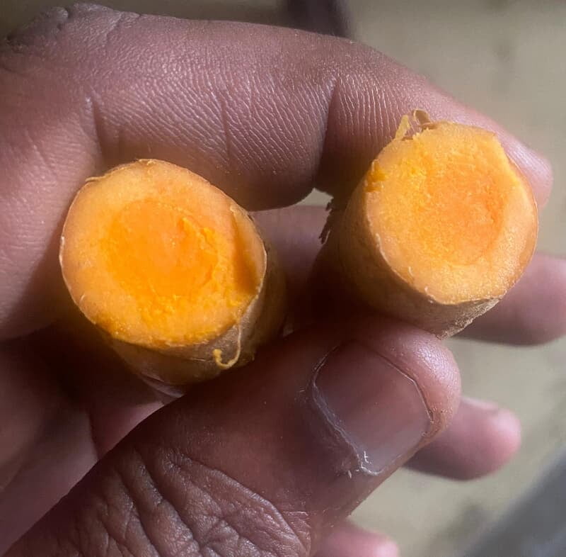 Virali Manjal Raw Turmeric Seed