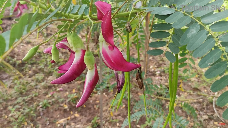 Humming Bird Tree Leaves (சிகப்பு அகத்திகீரை )