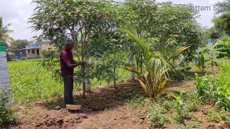 Humming Bird Tree Leaves (சிகப்பு அகத்திகீரை )