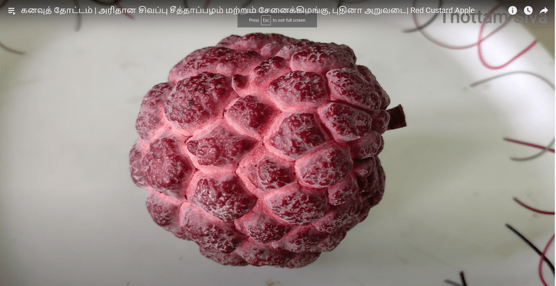 red custard apple ( சிகப்பு சீதா )