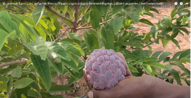 red custard apple ( சிகப்பு சீதா )