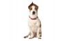 BOBBY SAVANE COLLAR - RED BOBBY SAVANE COLLAR - RED