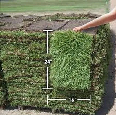 Zoysia Zeon Zoysia Zeon