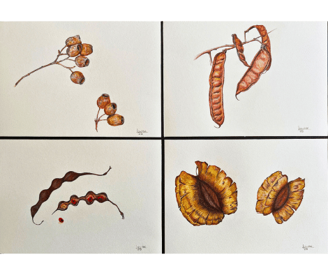 SEEDPODS by Louise