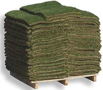 Zoysia Zeon Zoysia Zeon