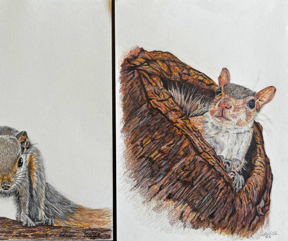 SQUIRRELS by Louise
