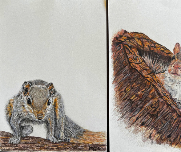 SQUIRRELS by Louise