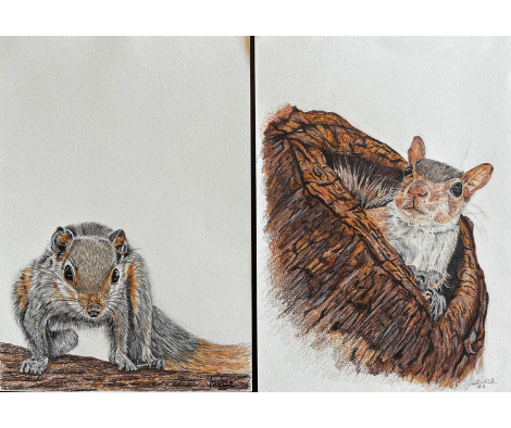 SQUIRRELS by Louise