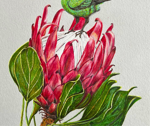 SUNBIRD AND PROTEA by Louise