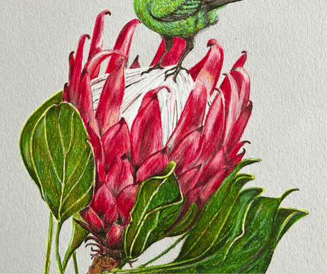SUNBIRD AND PROTEA by Louise
