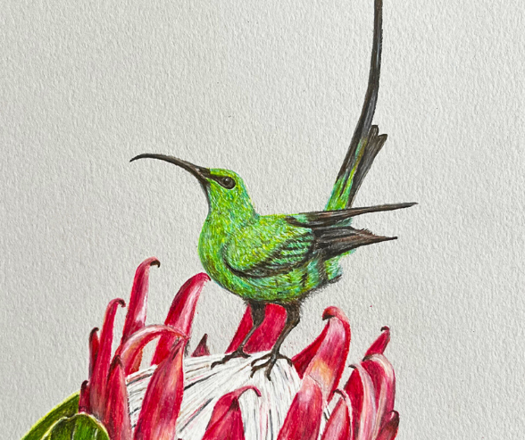 SUNBIRD AND PROTEA by Louise