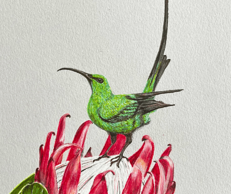 SUNBIRD AND PROTEA by Louise