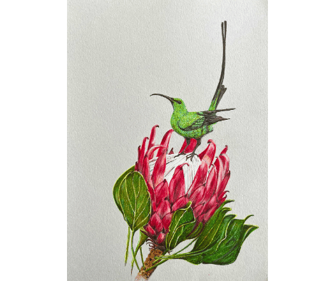 SUNBIRD AND PROTEA by Louise