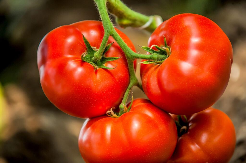 Tomato
