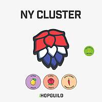 NY Cluster NY Cluster