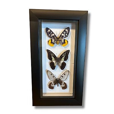 Butterfly Frame