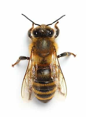 SAVANNAH PURE HONEY 375gr