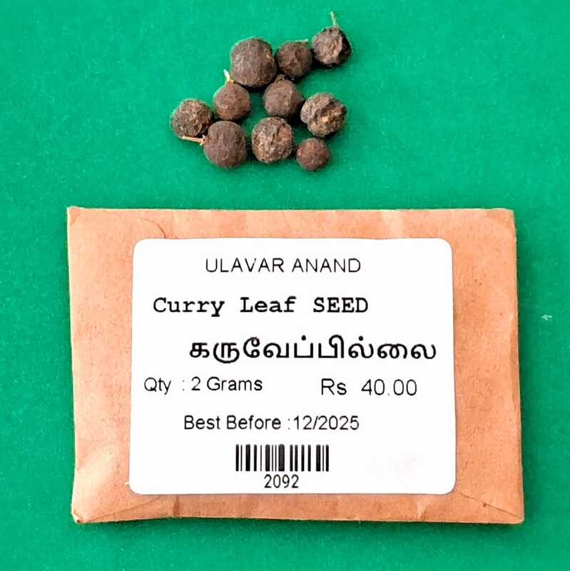 Curry Leaf ( கருவேப்பில்லை )
