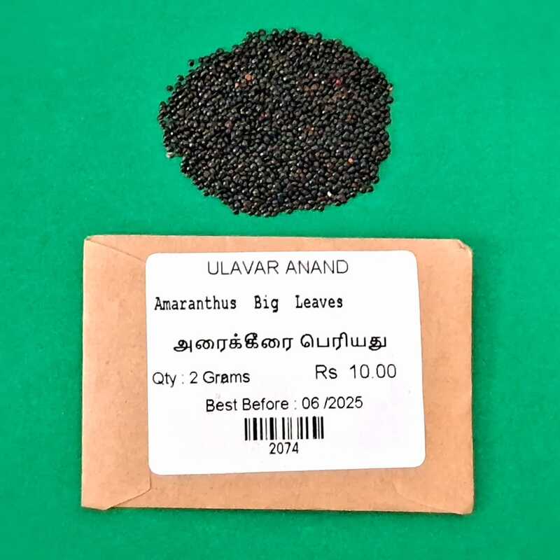 ARAI KEERAI LARGE AMARANTHUS ARITIS (அரை கீரை | BIGGER SIZE)