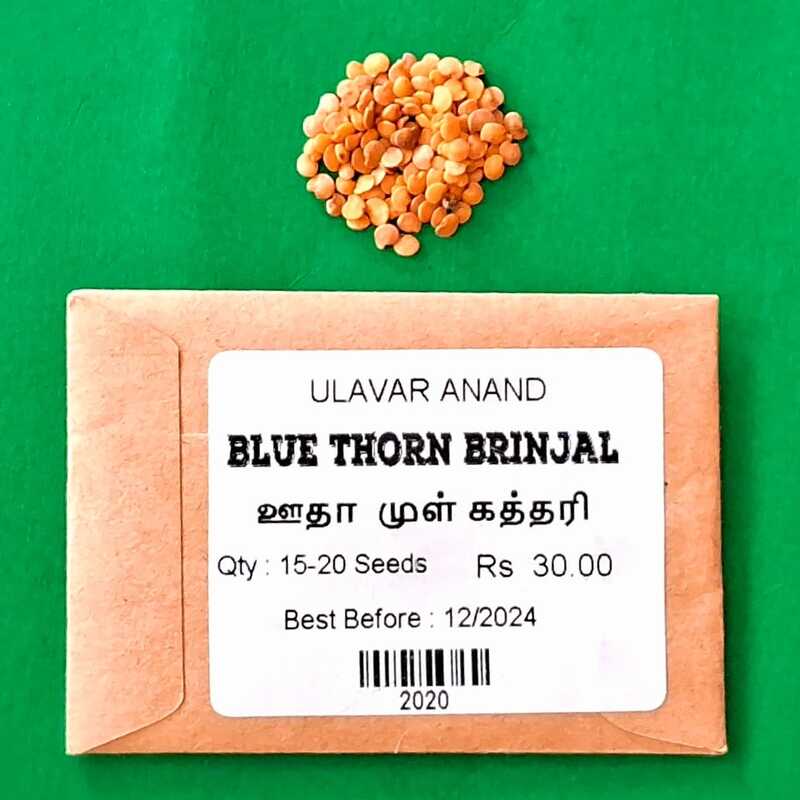 Blue  Thorn Brinjal ( ஊதா முள் கத்தரி )