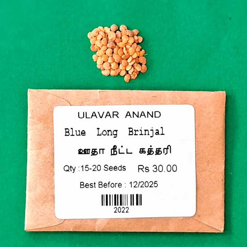 Blue Long  Brinjal (ஊதா நீட்ட கத்தரி )