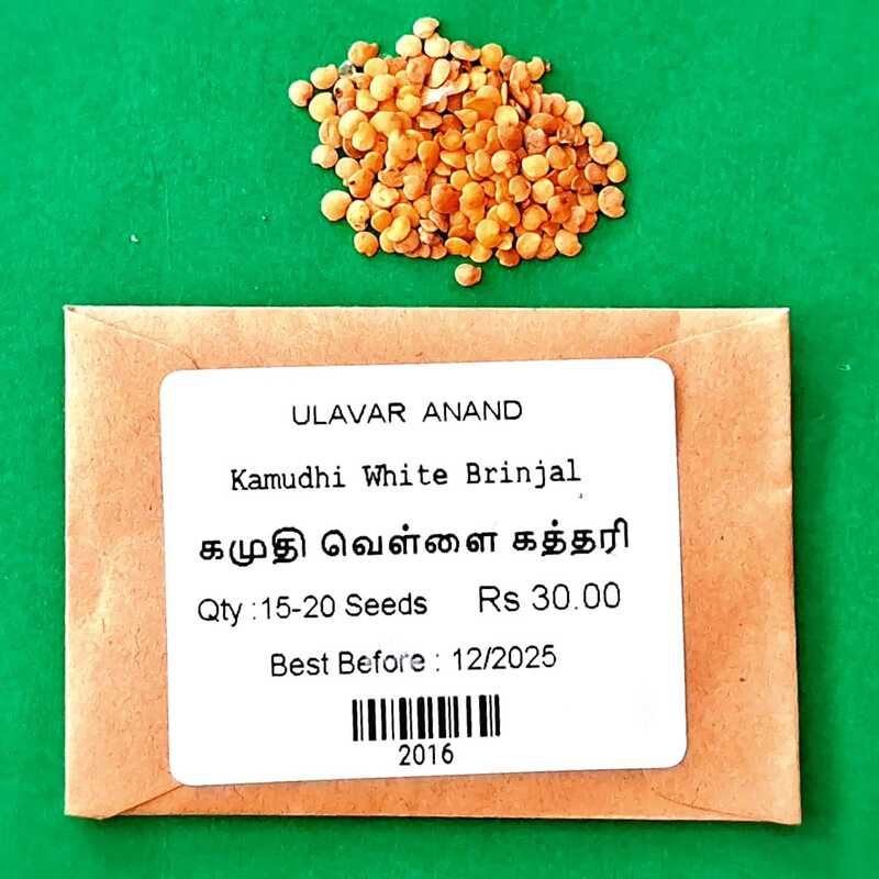 Kamudhi Brinjal ( கமுதி கத்தரி )