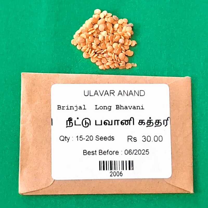 LONG BHAVANI BRINJAL(நீட்டு பவானி கத்திரி) LONG BHAVANI BRINJAL(நீட்டு பவானி கத்திரி)