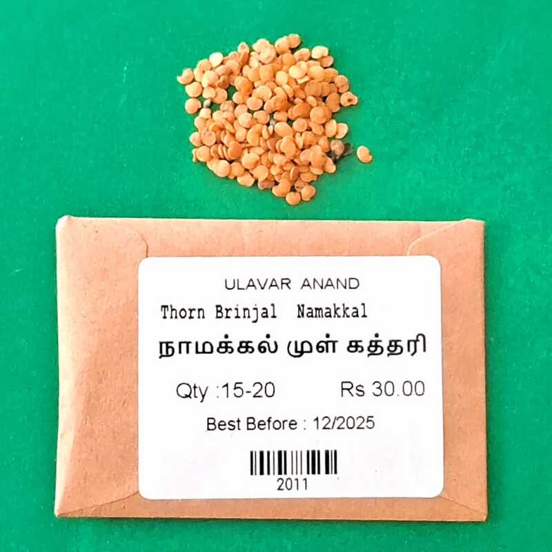 NAMAKKAL MULLU KATHARI - BRINJAL ( நாமக்கல் முள்ளு பச்சை கத்திரி)