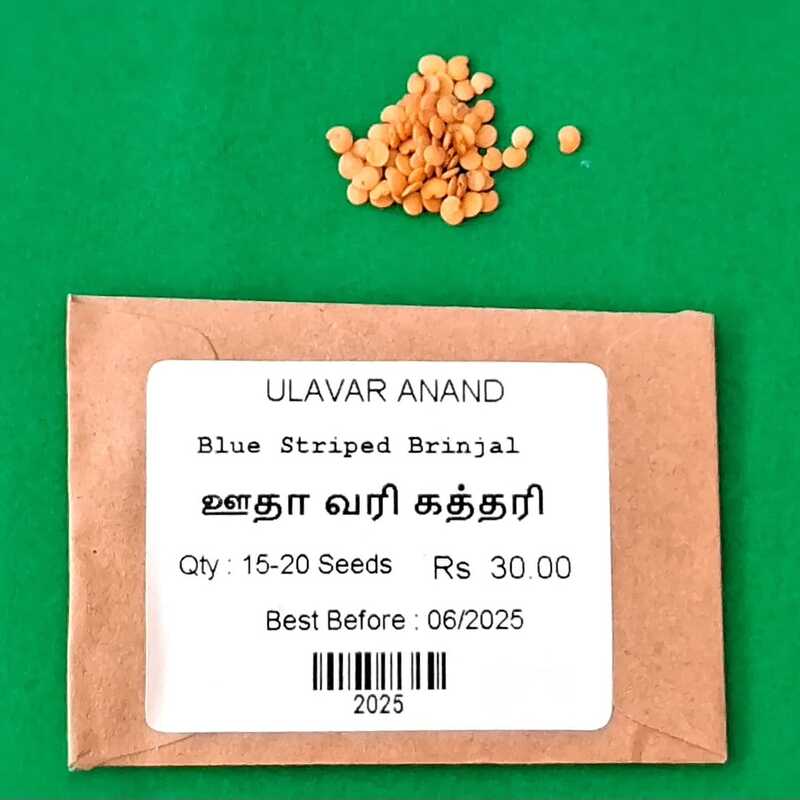 Blue Striped Brinjal ( ஊதா வரி கத்தரி)