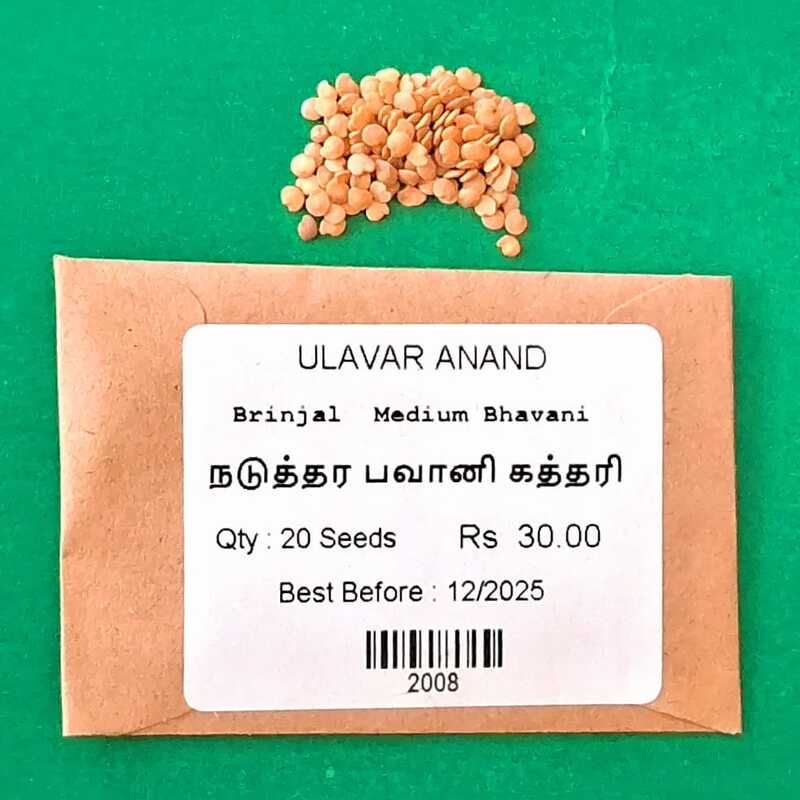 MEDIUM BHAVANI BRINJAL(நடுத்தர பவானி  கத்தரி)