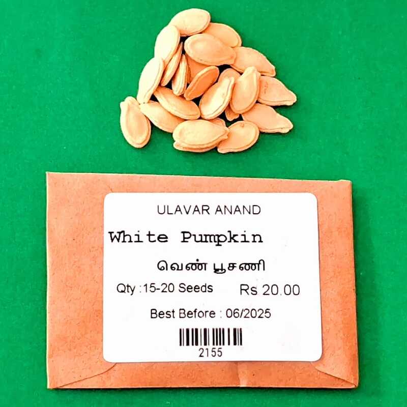 WHITE PUMPKIN (வெண் பூசணி) WHITE PUMPKIN (வெண் பூசணி)