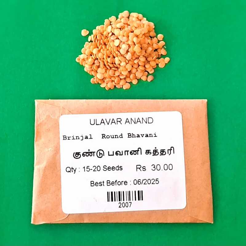 SHORT BHAVANI BRINJAL (குண்டு பவானி கத்தரி)