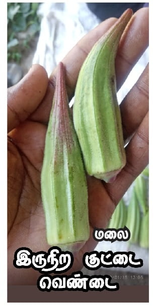 டபுள் கலர் வெண்டை | double color Ladiesfinger