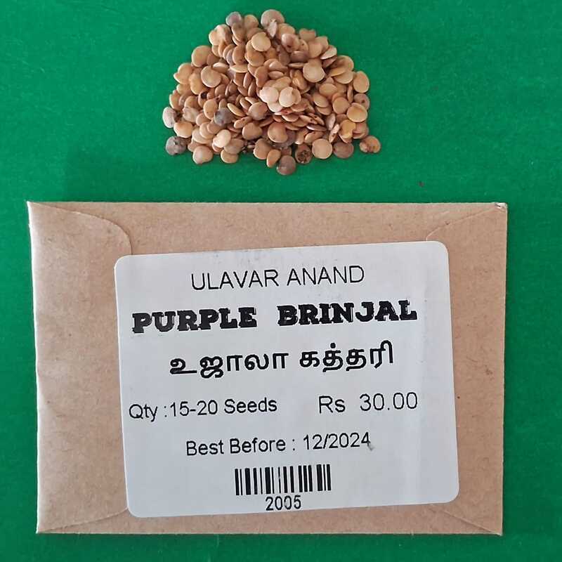 UJALA BRINJAL (உஜாலா கத்தரி)
