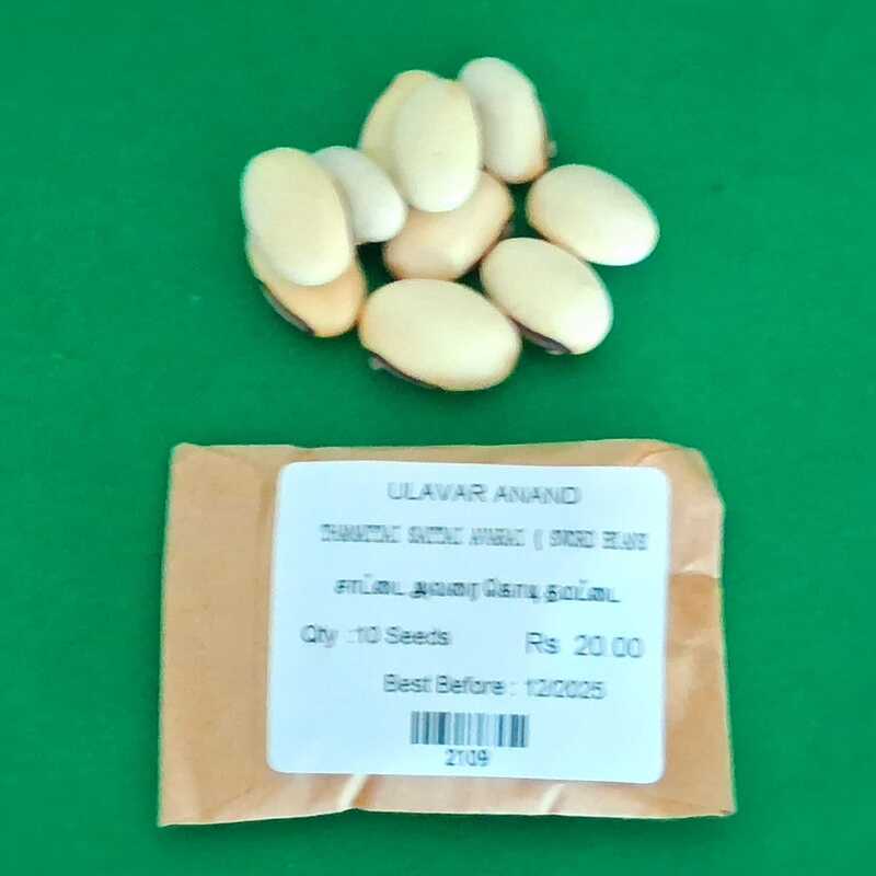 THAMATTAI SATTAI AVARAI ( SWORD BEANS ) (சாட்டை அவரை கொடி தமட்டை)