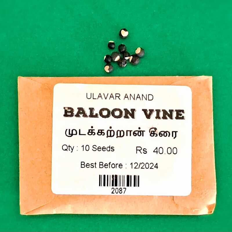 MUDAKATRAN KEERAI - BALLON VINE (முடக்கற்றான் கீரை)