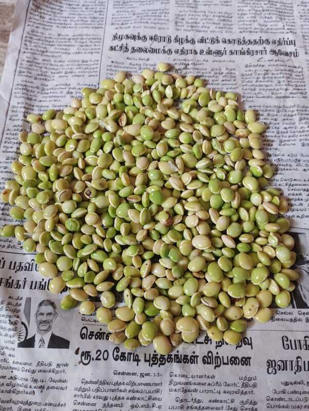 Chedi Hyacinth Beans _ செடி மொச்சை