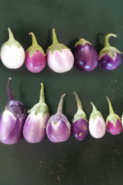 Multi Variety Brinjal | பலநிற  கத்தரி