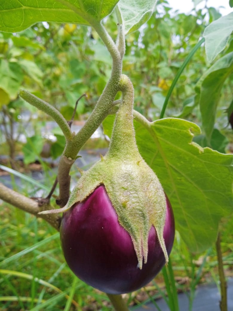 Ilavambadi Thorn Brinjal |இலவம்பாடி முள்ளு கத்திரி Ilavambadi Thorn Brinjal |இலவம்பாடி முள்ளு கத்திரி
