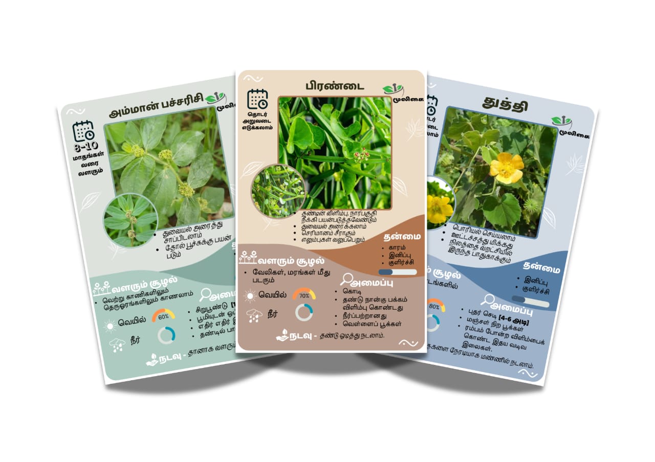 Keerai Cards kids play card