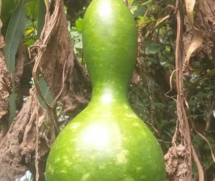 Ghost Bottle Gourd | பேய் சுரைக்காய்