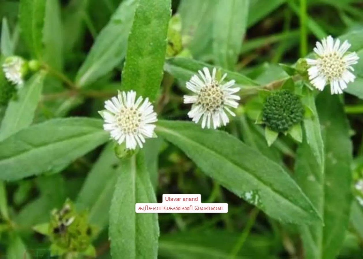கரிசலாங்கண்ணி வெள்ளை||karisalangkani white