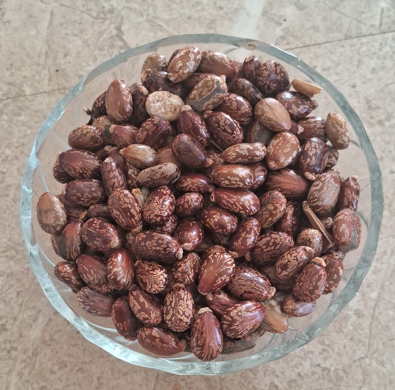 Castor seed | ஆமணக்கு விதை 250 G