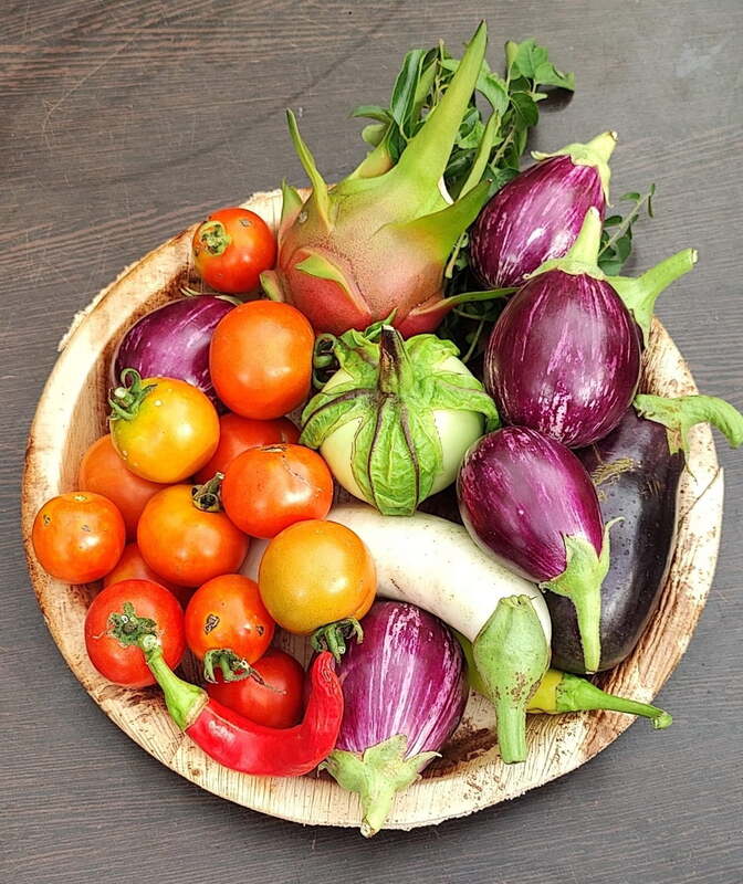 White Long Brinjal ( வெள்ளை நீட்ட கத்தரிக்காய்) White Long Brinjal ( வெள்ளை நீட்ட கத்தரிக்காய்)