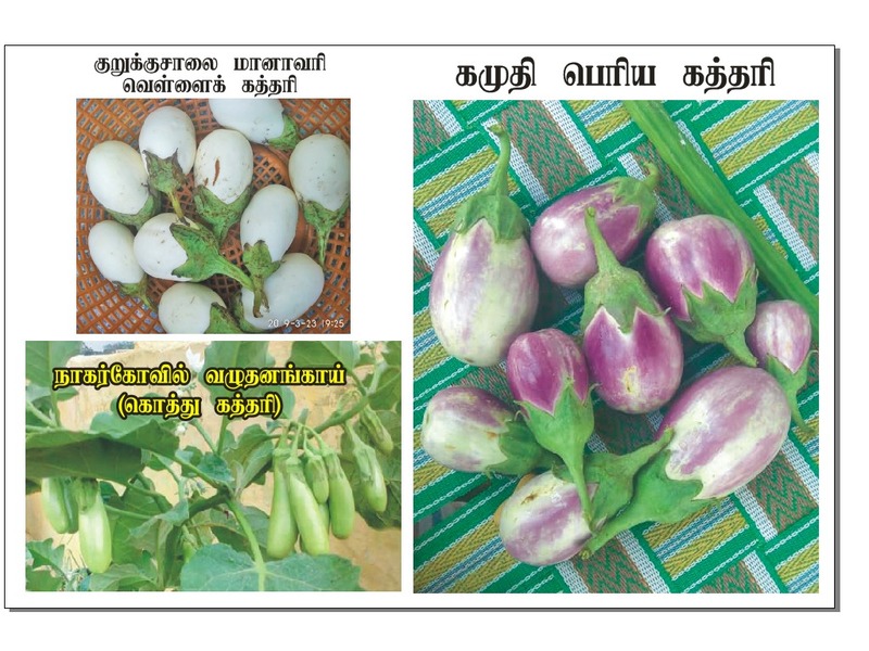 Kamudhi Brinjal | கமுதி கத்தரி Kamudhi Brinjal | கமுதி கத்தரி